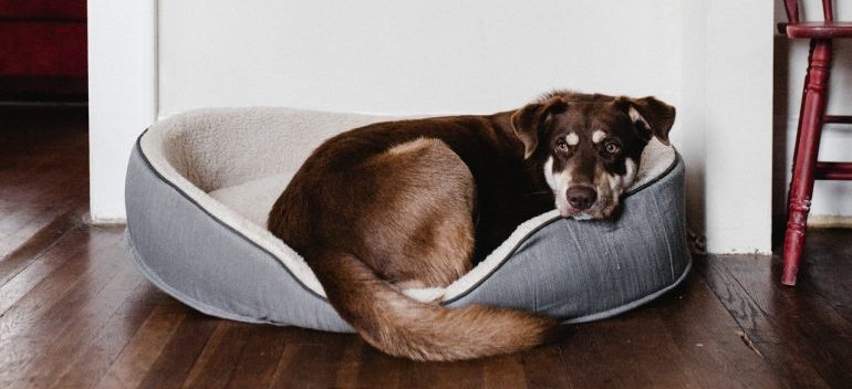 A dog resting in their bed