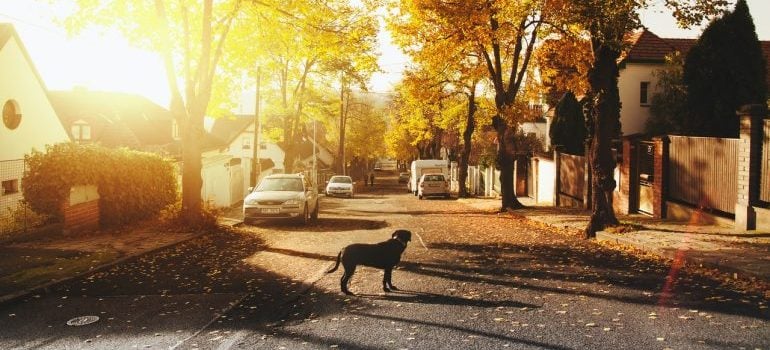 dog standing on the street