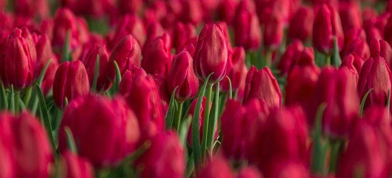 A field of red tulips