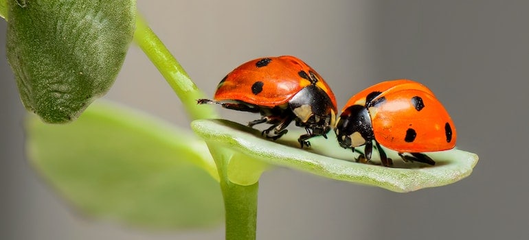  Packing Bedding and Linens for a Move in the wrong way can make them accessible to insects