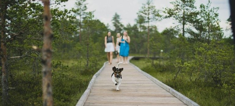 A dog with owners running on a trail