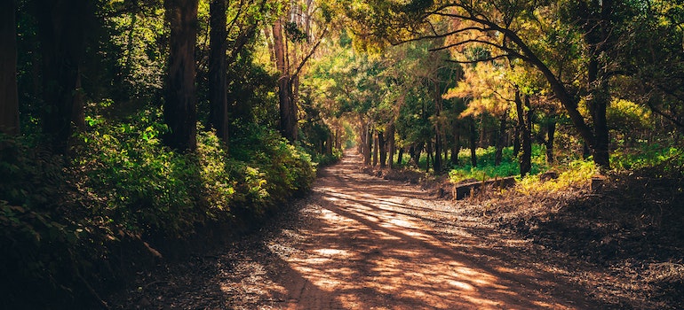 Trail among trees