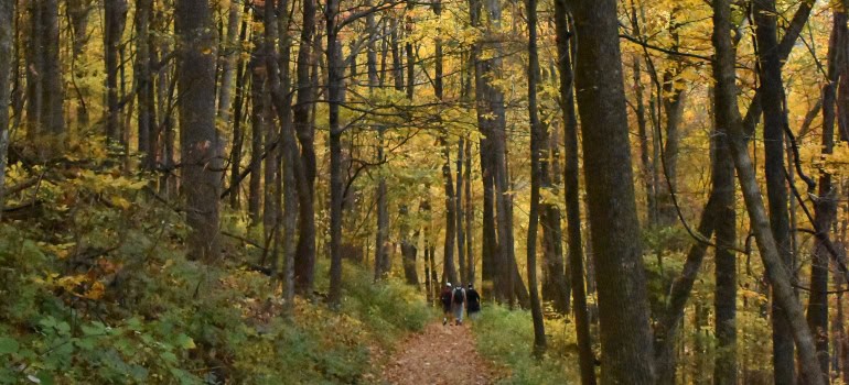 path through the forest and people at the end of it