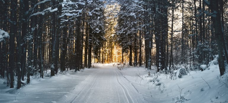 A forest under snow in Reston.