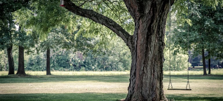 a large tree creating shade around it