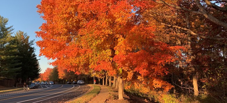 a road and a big tree next to it with yellow and red leaves