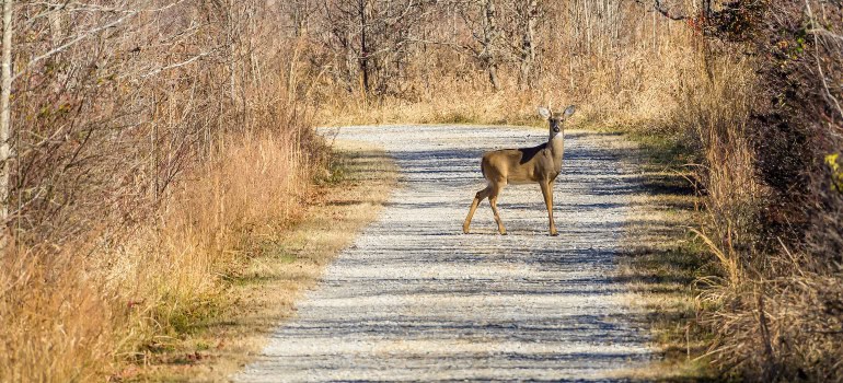 a deer in the middle of the forest road