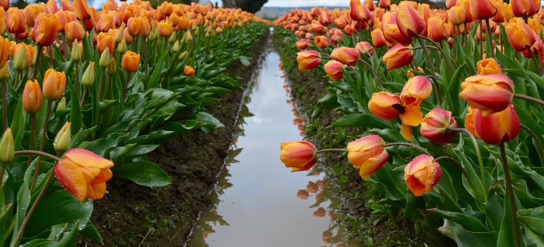 a field of tulips