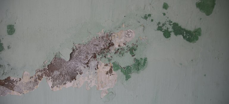 mold and cracks on a wall, which is something you'll need to identify and fix to help a hoarder move