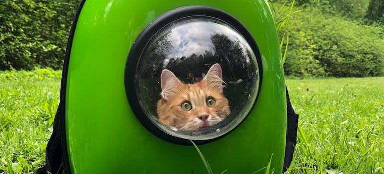 a cat in a special backpack for carrying such pets