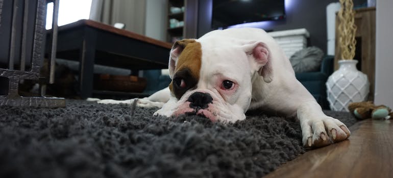 a dog with a sad look on its face, lying on a black carpet