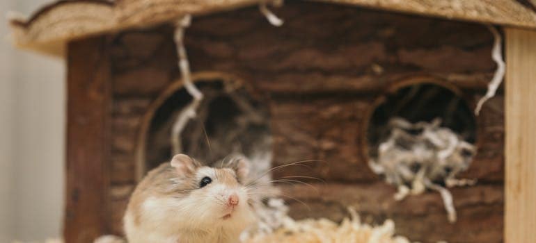 a hamster in front of its tiny house