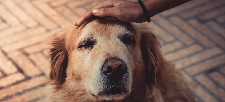 a person petting a dog which everyone should do when moving with pets