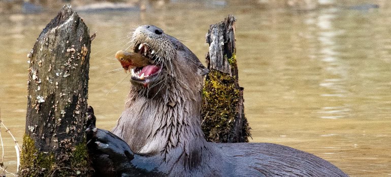 an otter eating a fish in the Huntley Meadows Park