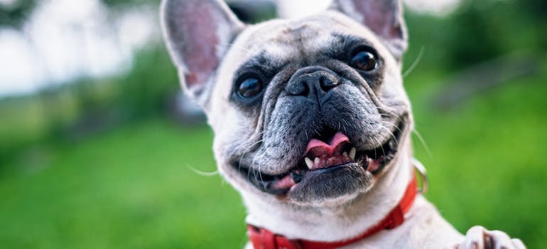 a close-up of a dog his owners should think about if they are interested in moving during the holiday season