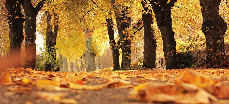 a road covered in yellow leaves