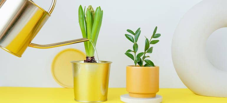 after you move your plants safely you should water them regularly, just like someone is doing to the two potted ones in the picture