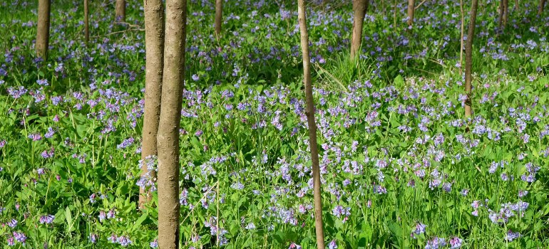 beautiful forest in Bull Run Regional Park 