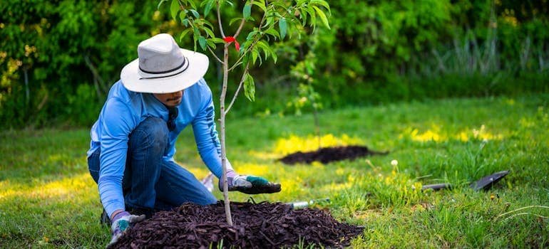 a man with a white hat and a blue shirt, planting a tree