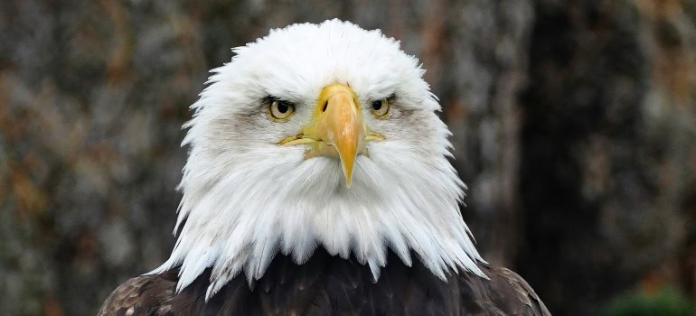 a close-up of a bald eagle at one of the great places where you can go camping in Northern Virginia