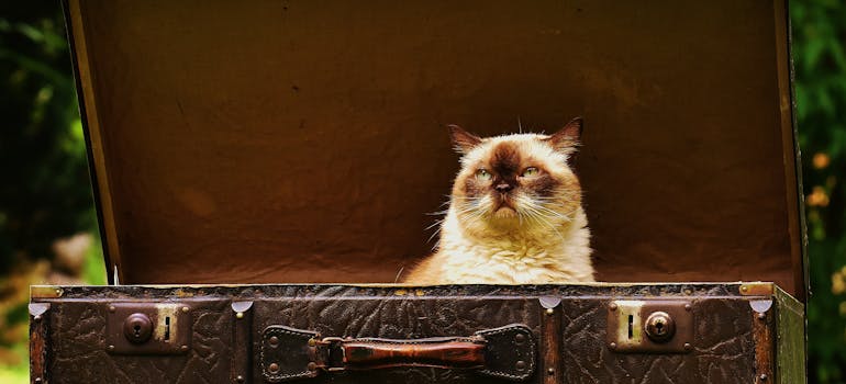 a grumpy cat in a brown suitcase