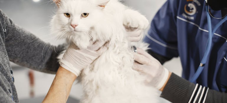 a white feline getting examined by a vet, which is important to do right after moving with a cat