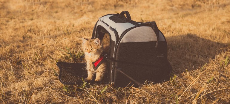 a small cat coming out of a pet carrier