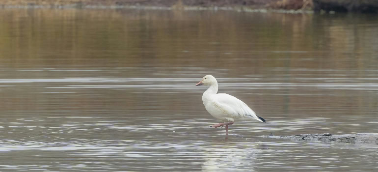 a stork in water in one of the top neighborhoods in Northern Virginia for families